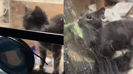 Illustration : « Personne ne voulait aider ce chat » enfermé depuis des mois dans un établissement abandonné, jusqu'au jour où une association découvre son histoire