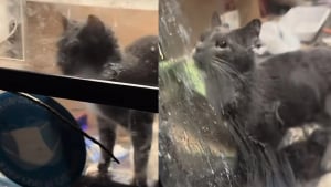 Illustration : « Personne ne voulait aider ce chat » enfermé depuis des mois dans un établissement abandonné, jusqu'au jour où une association découvre son histoire