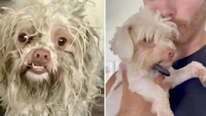 Illustration : "Dévasté par la perte de sa chienne, un couple ouvre son cœur à un chien dans le besoin sans savoir qu’il allait changer sa vie (vidéo)"