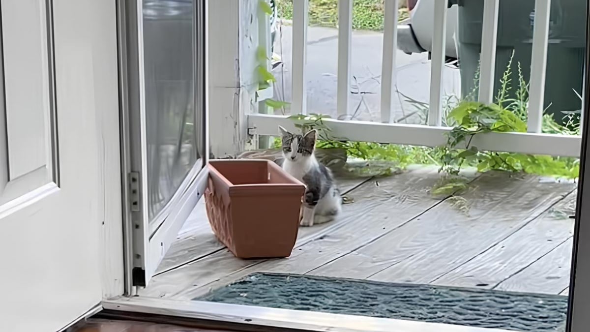 Illustration : "Les conseils d’inconnus sur TikTok lui permettent de sauver un chaton et de le ramener chez elle (vidéo)"