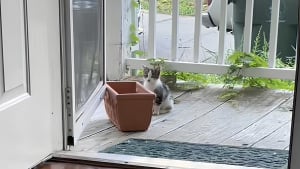 Illustration : "Les conseils d’inconnus sur TikTok lui permettent de sauver un chaton et de le ramener chez elle (vidéo)"