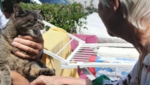 Illustration : "Une chatte introuvable depuis 4 ans et ayant refait surface dans un camping retourne auprès de sa famille grâce à une vacancière déterminée"