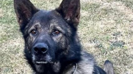 Illustration : "Il l'a retrouvé caché derrière un buisson", un chien policier arrête un suspect qui avait pris la fuite en vélo électrique