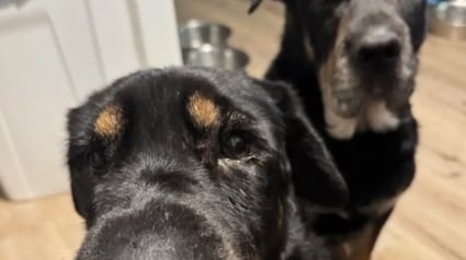 Illustration : En découvrant cette chienne promise à l’euthanasie, il la sauve après avoir réalisé qu’elle est la sœur de son chien