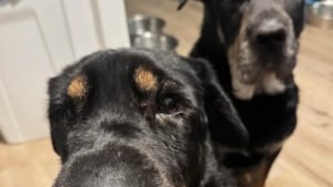Illustration : "En découvrant cette chienne promise à l’euthanasie, il la sauve après avoir réalisé qu’elle est la sœur de son chien"