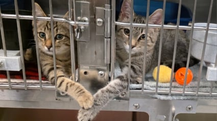 Illustration : "C’était tellement mignon", une bénévole émue lorsqu'elle surprend deux chatons se tenant la patte