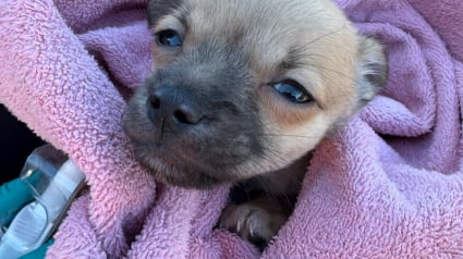 Illustration : Un chiot découvert inconscient après avoir ingéré une substance toxique est réanimé par les pompiers 