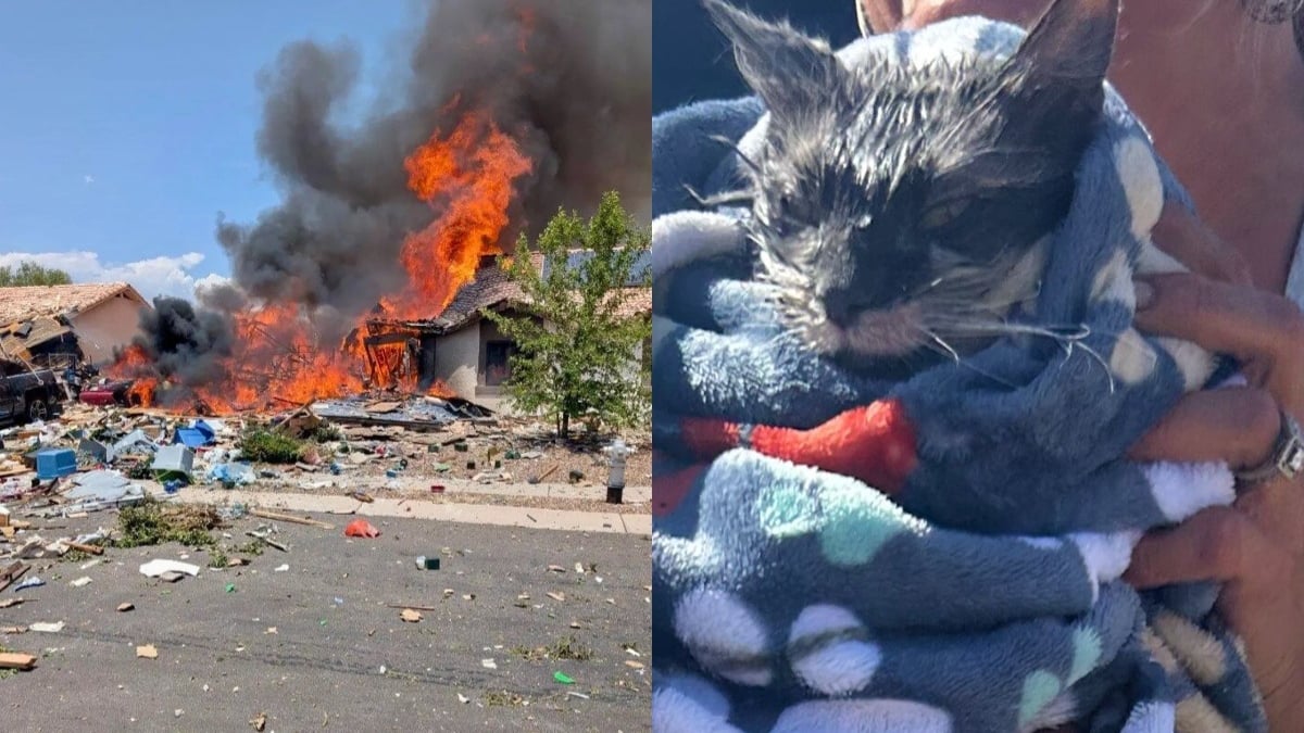 Illustration : "Un chat disparu après l’explosion d’une maison refait miraculeusement surface dans les décombres "