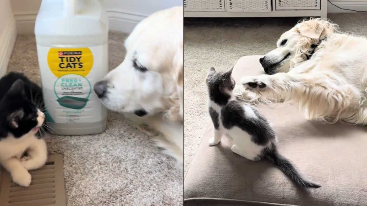 Illustration : "Inconsolable après la perte de son ami félin, un chien retrouve sa joie de vivre en rencontrant les 2 nouveaux chatons de la famille (vidéo)"