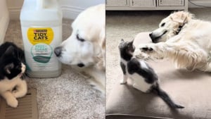 Illustration : "Inconsolable après la perte de son ami félin, un chien retrouve sa joie de vivre en rencontrant les 2 nouveaux chatons de la famille (vidéo)"