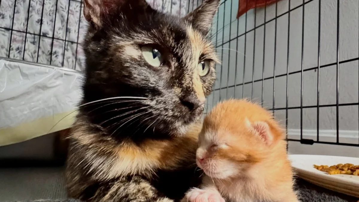 Illustration : "Une chatte endeuillée par la perte de ses petits et un chaton qui n’a plus de mère trouvent du réconfort ensemble "