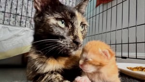 Illustration : "Une chatte endeuillée par la perte de ses petits et un chaton qui n’a plus de mère trouvent du réconfort ensemble "