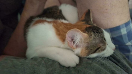 Illustration : 18 photos émouvantes de chiens et de chats qui viennent tout juste d’être adoptés