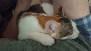 Illustration : 18 photos émouvantes de chiens et de chats qui viennent tout juste d’être adoptés