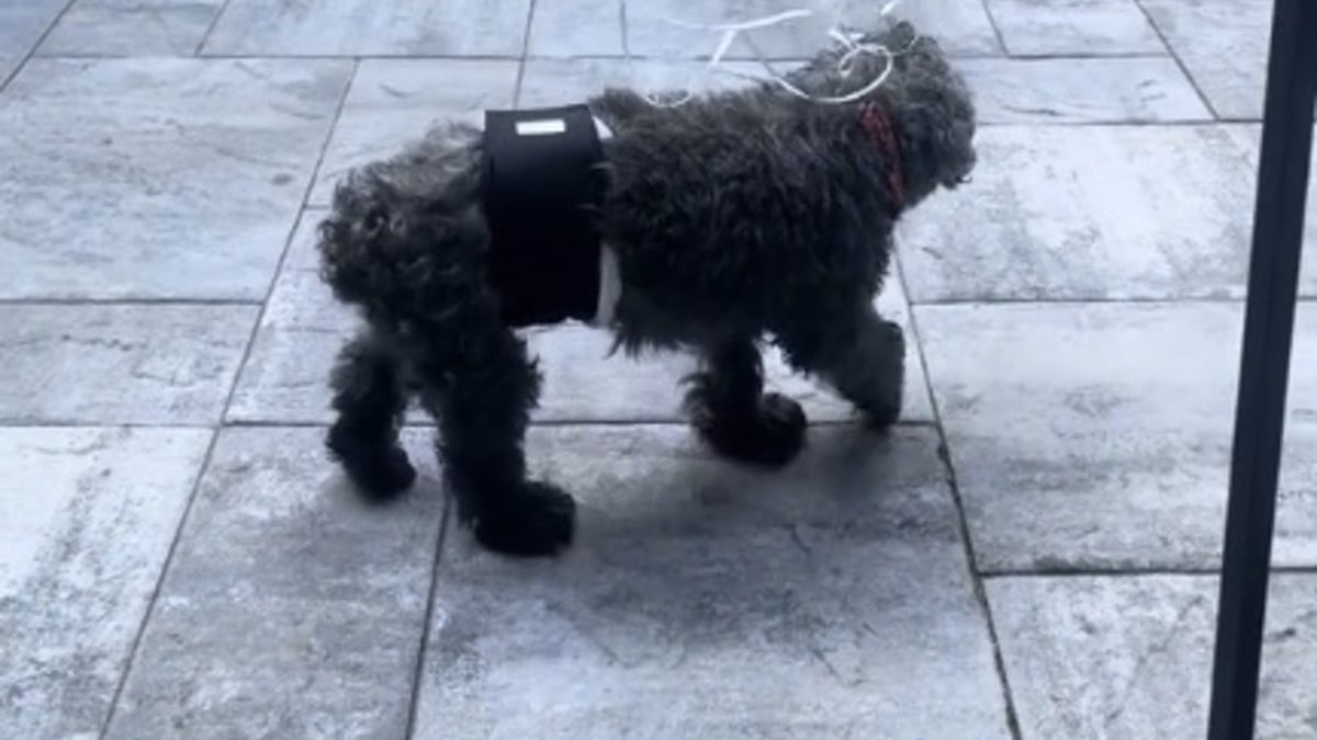 Illustration : "L'astuce à la fois surprenante et attendrissante de la propriétaire d'un chien sénior pour assurer sa sécurité lors d'une fête (vidéo)"