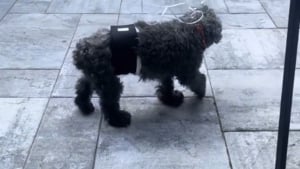Illustration : "L'astuce à la fois surprenante et attendrissante de la propriétaire d'un chien sénior pour assurer sa sécurité lors d'une fête (vidéo)"