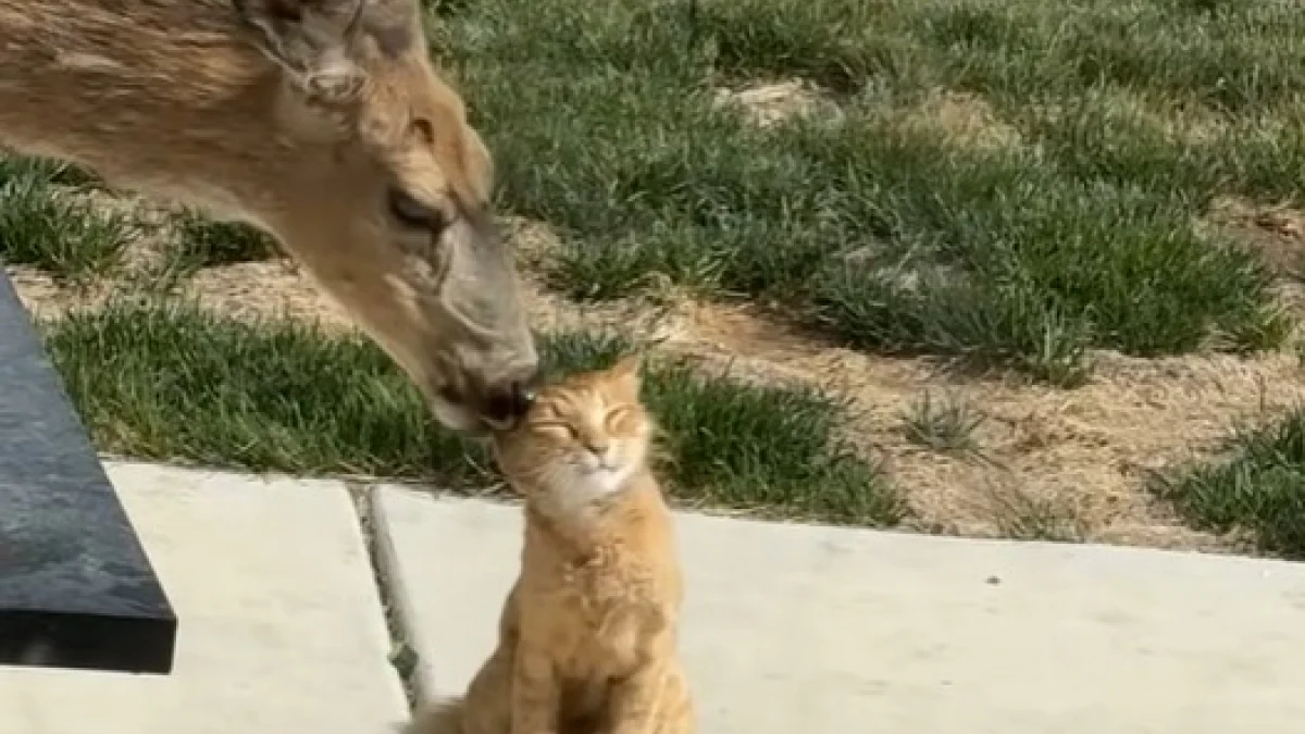 Illustration : "Une biche, qui s’est prise d’affection pour un chat, revient le voir le mois suivant pour le câliner (vidéo) "