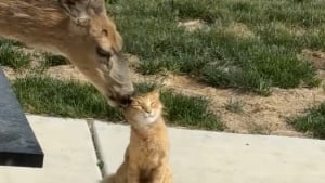 Illustration : "Une biche, qui s’est prise d’affection pour un chat, revient le voir le mois suivant pour le câliner (vidéo) "