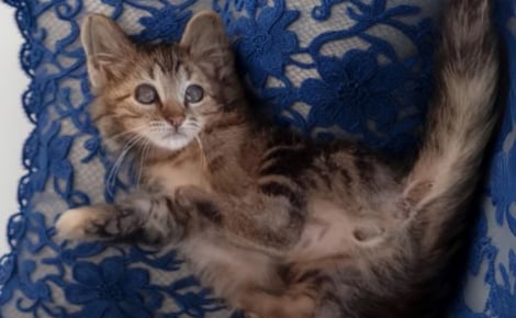 Ce chaton « qui ne cherche qu’une chose, être aimé pour ce qu’il est » compte sur vous pour réaliser son rêve