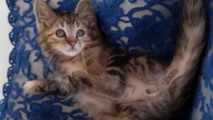 Illustration : "Ce chaton « qui ne cherche qu’une chose, être aimé pour ce qu’il est » compte sur vous pour réaliser son rêve"
