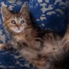 Illustration : Ce chaton « qui ne cherche qu’une chose, être aimé pour ce qu’il est » compte sur vous pour réaliser son rêve