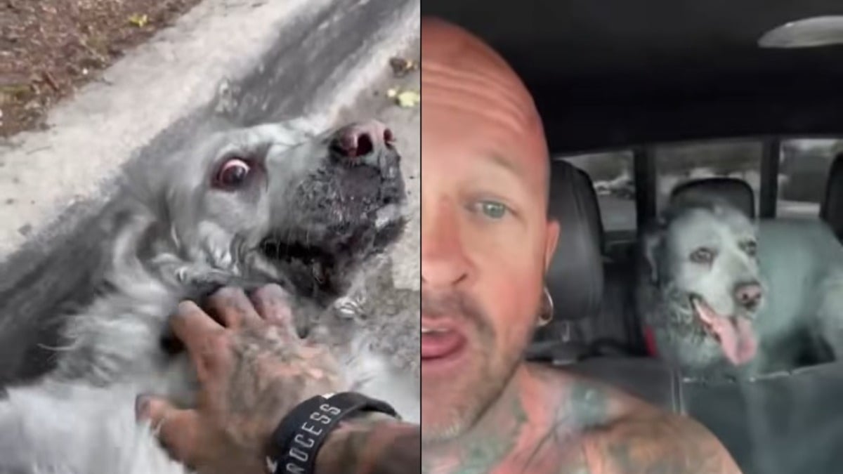 Illustration : "Un homme risque sa vie pour sauver celle d'un chien prisonnier d'une maison en flammes et se dit prêt à lui trouver une famille aimante (vidéo)"