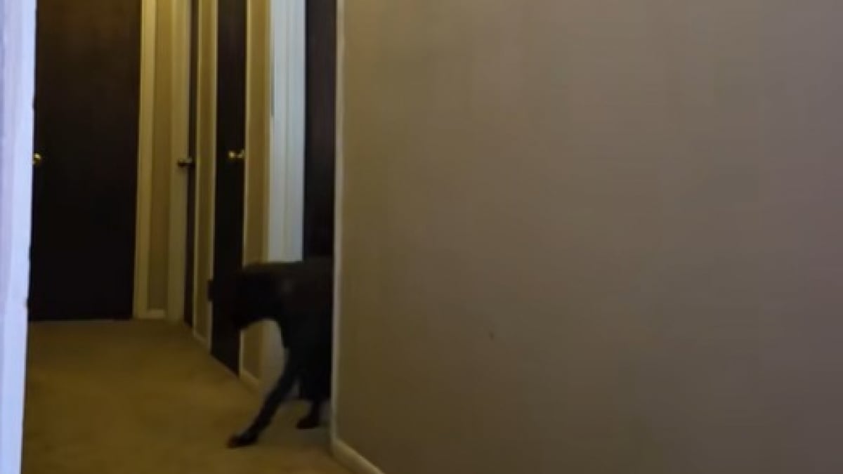 Illustration : "Une chienne timide ne peut résister à l’envie de passer du temps avec sa nouvelle famille et sort de sa chambre (vidéo) "