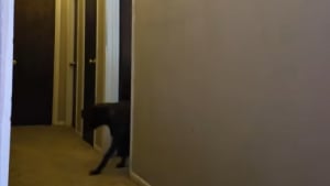 Illustration : "Une chienne timide ne peut résister à l’envie de passer du temps avec sa nouvelle famille et sort de sa chambre (vidéo) "