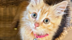 Illustration : Coincé dans le moteur d'une voiture, un chaton survit à la canicule et trouve une famille pour la vie