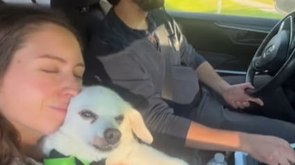 Illustration : "Je donnerais tout ce que j'ai pour ce petit garçon", un couple sacrifie son budget mariage pour sauver son chien malade 