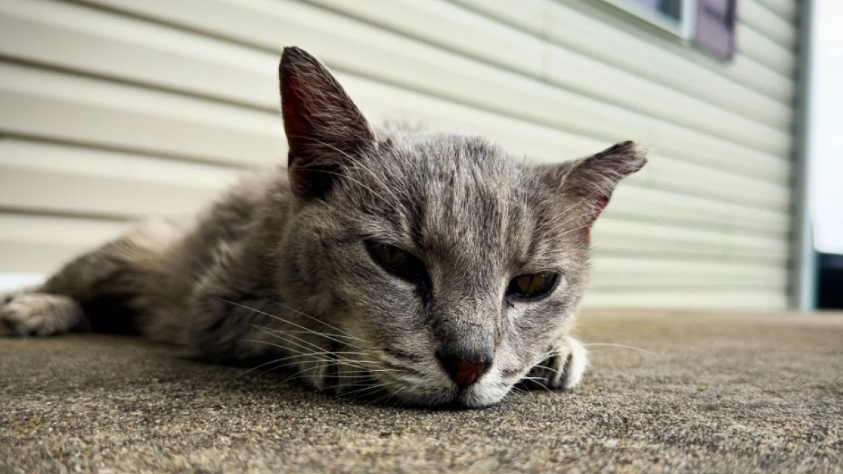 Illustration : "Après 15 ans d’errance, une chatte mal en point découvre pour la première fois la chaleur d’un vrai lit (vidéo)"