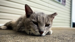 Illustration : Après 15 ans d’errance, une chatte mal en point découvre pour la première fois la chaleur d’un vrai lit (vidéo)