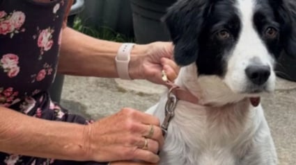 Illustration : Un chien gravement malade après une baignade, sa propriétaire alerte au sujet d’une bactérie présente dans les cours d’eau