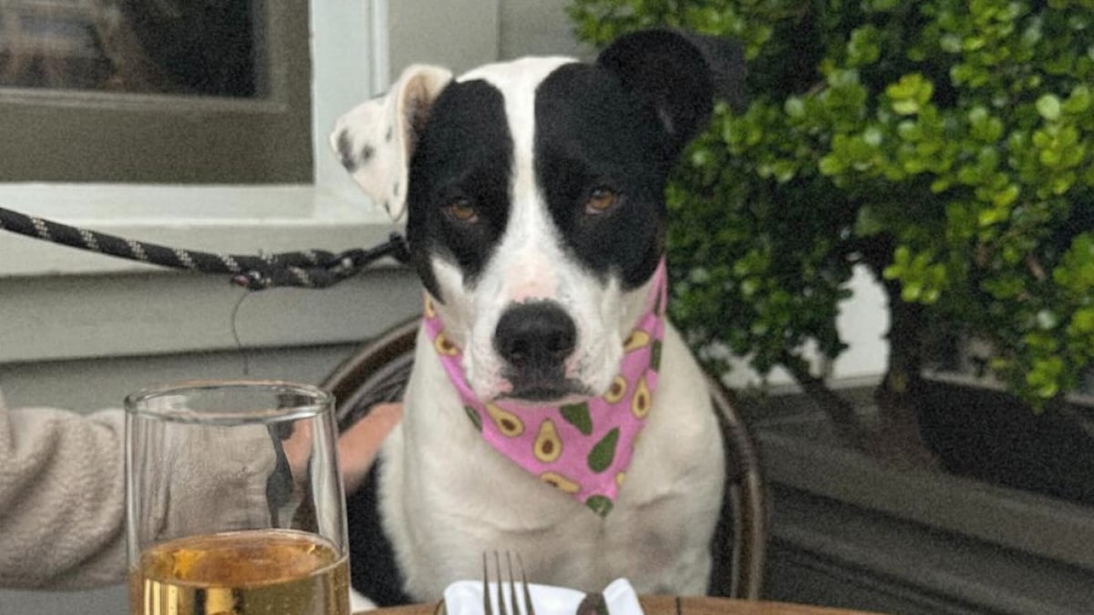 Illustration : "Ce chien malicieux aide sa maîtresse célibataire à séduire dans les bars (vidéo)"