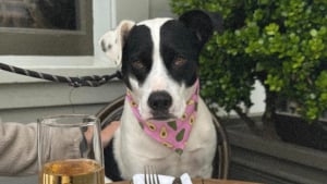 Illustration : "Ce chien malicieux aide sa maîtresse célibataire à séduire dans les bars (vidéo)"