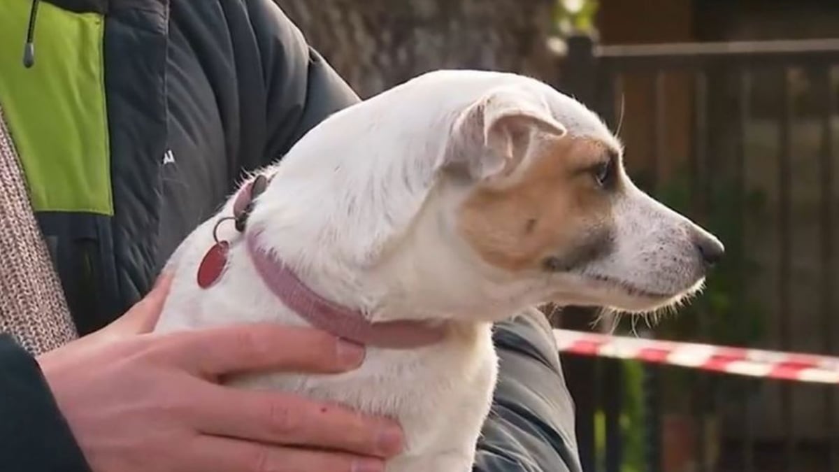 Illustration : "En pleine nuit, ce Jack Russell a compris que la maison brûlait et a sauvé ses maîtres âgés"