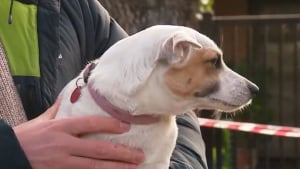 Illustration : En pleine nuit, ce Jack Russell a compris que la maison brûlait et a sauvé ses maîtres âgés