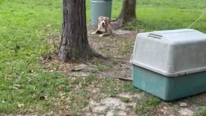 Illustration : Elle visite une maison et découvre un chien attaché, le contrat de vente donne des informations sur sa présence 