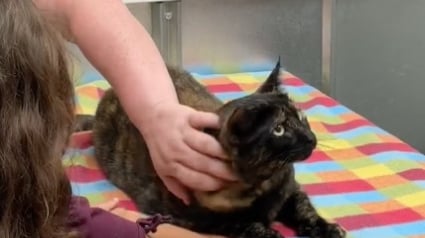 Illustration : Après avoir perdu tout espoir, cette famille reçoit des nouvelles de son chat disparu il y a 4 ans (vidéo)