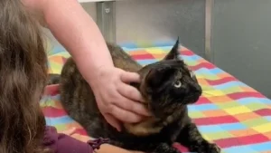 Illustration : "Après avoir perdu tout espoir, cette famille reçoit des nouvelles de son chat disparu il y a 4 ans (vidéo)"