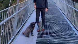 Illustration : "Un pont trop effrayant pour les chiens, leur réserve désormais une voie dédiée pour le traverser sereinement"