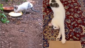 Illustration : "Ce chat né avec seulement 2 pattes défie toutes les lois de la nature et court comme une fusée (vidéo)"