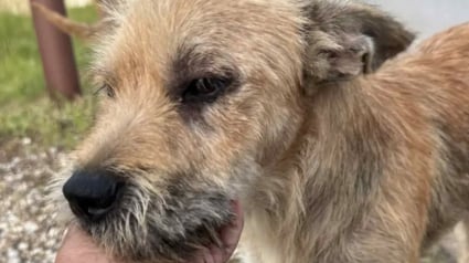 Illustration : "C’est mon chien, je vais tout faire pour l’avoir", une femme voit une vidéo d’un chien en détresse et n’hésite pas une seconde : 