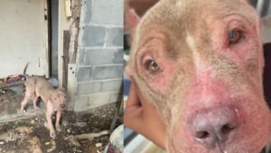 Illustration : "Enchaîné et squelettique, ce Pitbull ne tenait plus debout, 6 semaines plus tard, il court comme un fou (vidéo)"