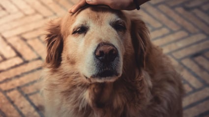 Illustration : 5 bonnes raisons d’adopter un chien âgé en refuge