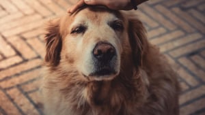 Illustration : 5 bonnes raisons d’adopter un chien âgé en refuge
