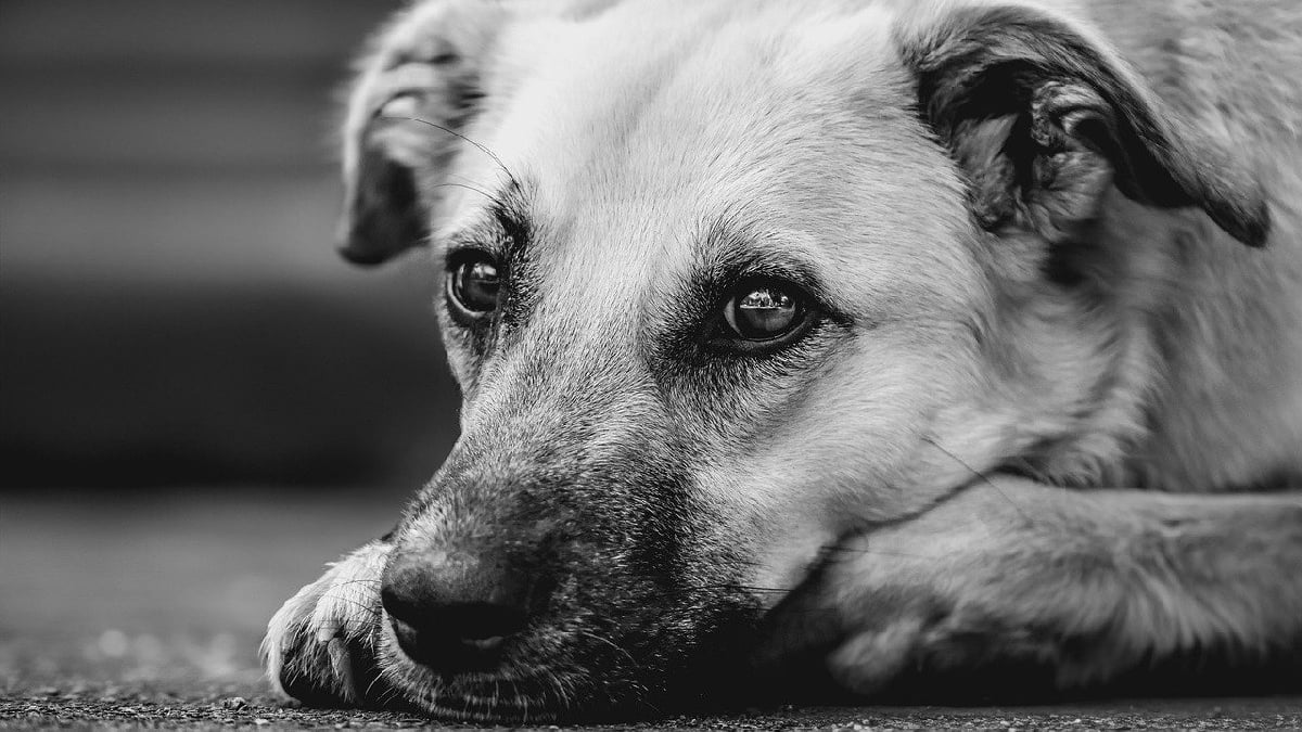 Illustration : "Un chien victime de violences en pleine rue est désormais en sécurité, son propriétaire placé en garde à vue"