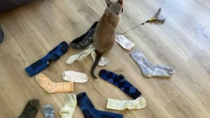 Illustration : Un chat cambrioleur vole une centaine d’euros de vêtements à ses voisins