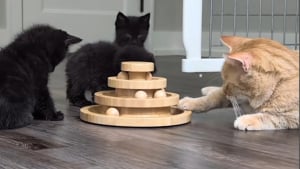 Illustration : "3 chatons orphelins retrouvent tendresse et sécurité grâce à un ancien chat errant devenu papa de cœur"