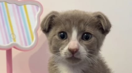 Illustration : Ce félin au visage unique ressemble à la fois à un chien et à un chat 
